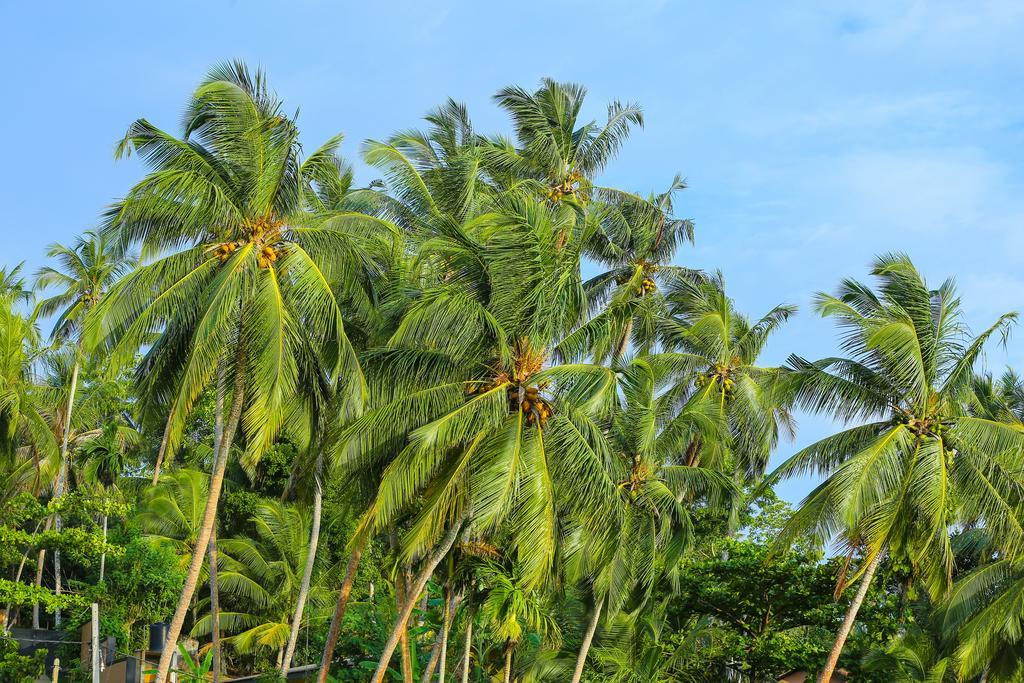 Nisala Villas Hikkaduwa Exterior photo